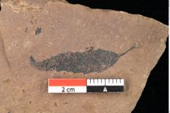 Foto (Detailsansicht) von Quercus palaeoilex Ettingshausen (NHMW-GEO-2024-0188-0842)